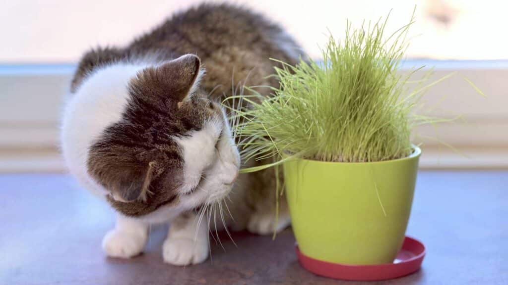 Essas 5 plantas são bonitas, mas podem ser tóxicas para o seus pets em casa