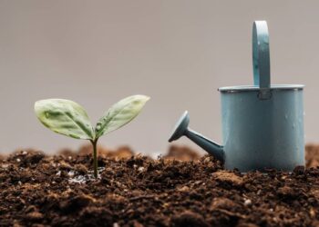 Algumas plantas precisam de rega moderada, apenas quando o solo estiver seco. // Créditos: depositphotos.com / VadimVasenin