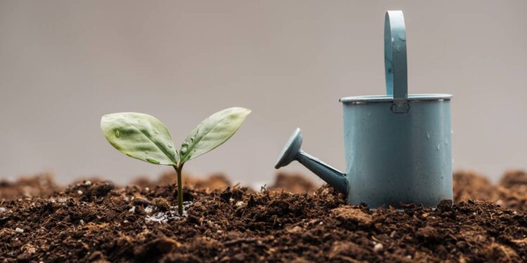 Algumas plantas precisam de rega moderada, apenas quando o solo estiver seco. // Créditos: depositphotos.com / VadimVasenin