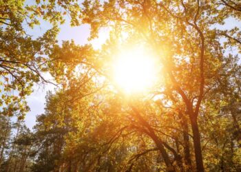 As 4 plantas que não devem ser cultivadas no verão se você quer um jardim forte e saudável