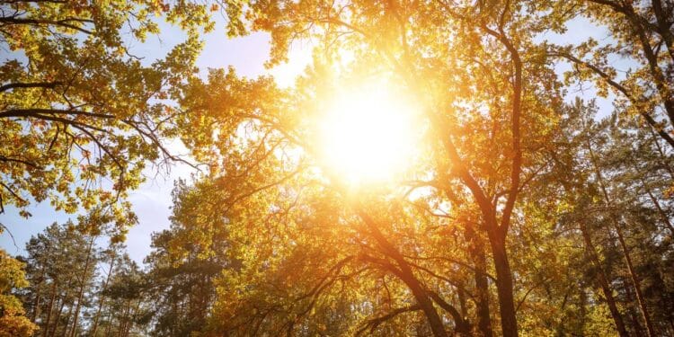 Plantas de pouca luz são ideais para ambientes internos com pouca iluminação natural. // Créditos: depositphotos.com / AntonMatyukha