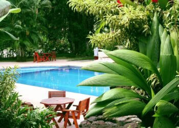 As 3 plantas tropicais ideais para cultivar no Brasil e criar um jardim que parece de resort