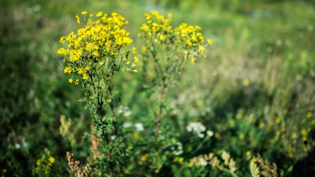 Essa planta perigosa pode ser confundida com as medicinais, mas é cancerígena