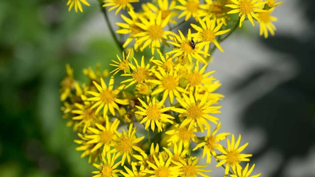 Essa planta perigosa pode ser confundida com as medicinais, mas é cancerígena
