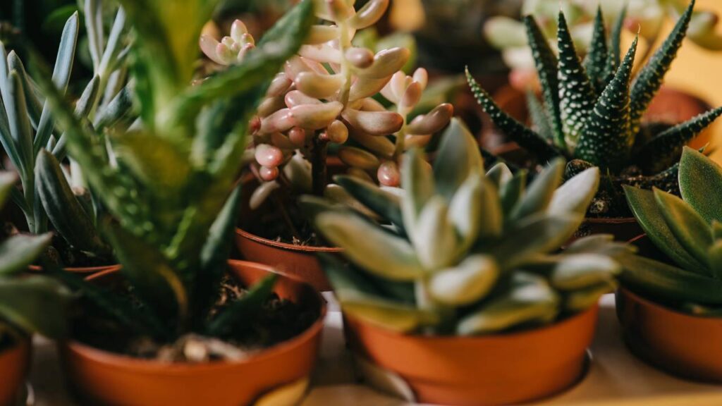 As 5 plantas perfeitas fáceis de cuidar para quem esquece de regar
