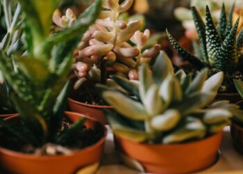 As 5 plantas perfeitas fáceis de cuidar para quem esquece de regar