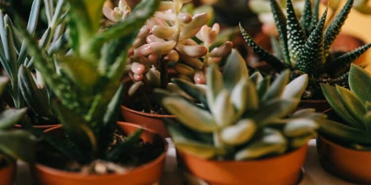 As 5 plantas perfeitas fáceis de cuidar para quem esquece de regar