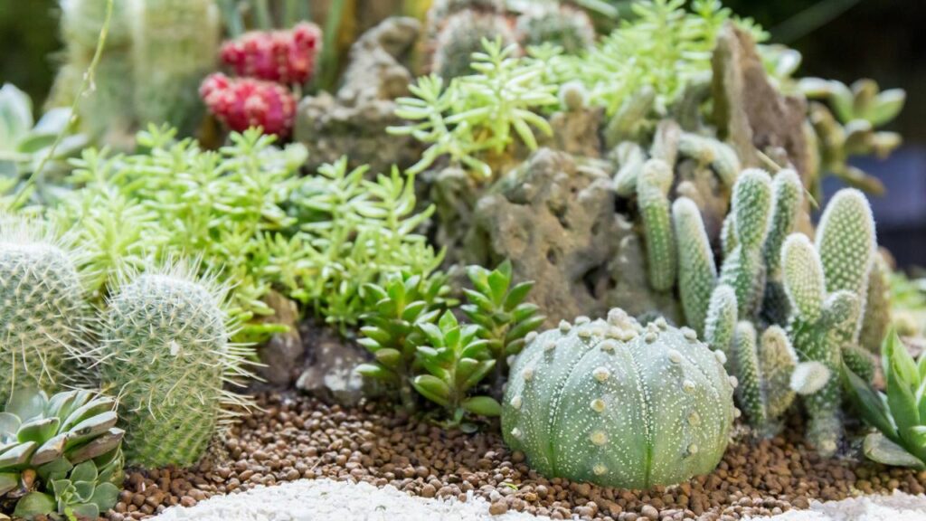 As 5 plantas perfeitas fáceis de cuidar para quem esquece de regar