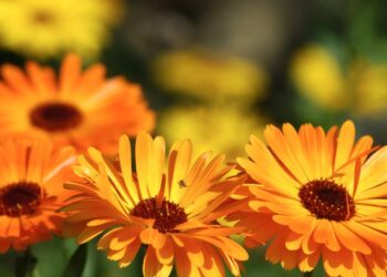 : Tagete transforma seu jardim em paraíso colorido, unindo beleza floral e vitalidade para bem-estar diário. // Créditos: depositphotos.com / miltonia