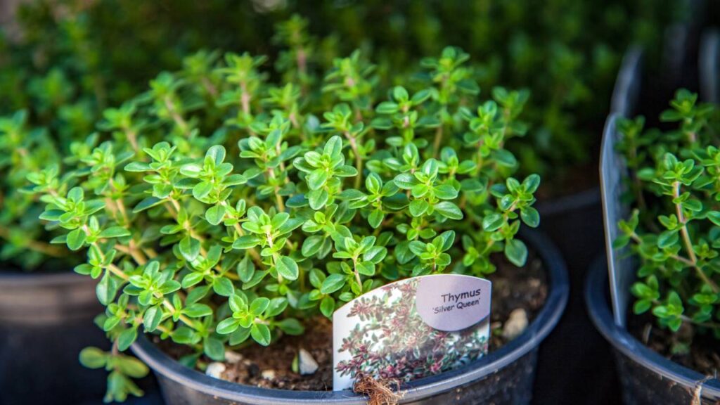 A planta simples que combate infecções na garganta e reduz dores em minutos