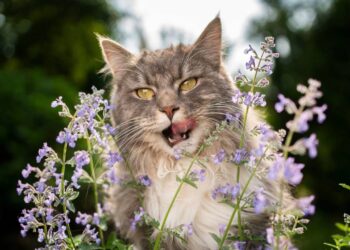 Essas 5 plantas são bonitas, mas podem ser tóxicas para o seus pets em casa