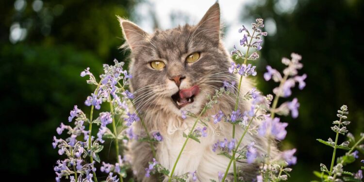 Essas 5 plantas são bonitas, mas podem ser tóxicas para o seus pets em casa