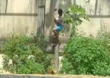 Veja o que se sabe sobre o caso do homem que morreu após entrar em jaula de leoa