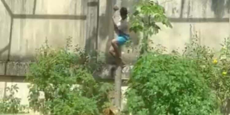 Veja o que se sabe sobre o caso do homem que morreu após entrar em jaula de leoa