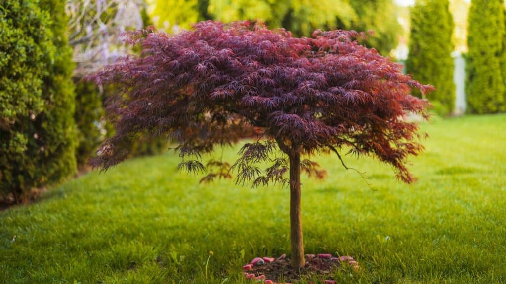 A árvore ideal para não enjoar, que muda de cor o ano todo e se desenvolve bem em varandas pequenas
