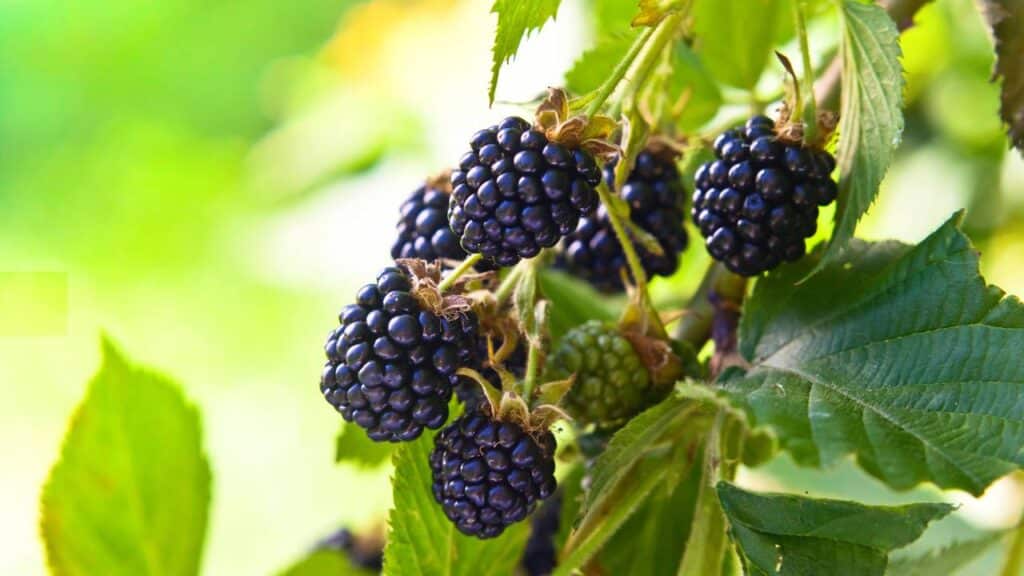 Créditos: depositphotos.com / igorr1