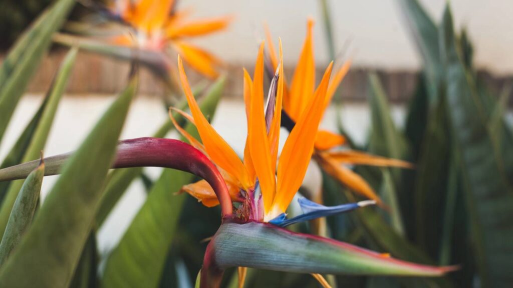 Créditos: depositphotos.com / ViktoriiaDyachenko