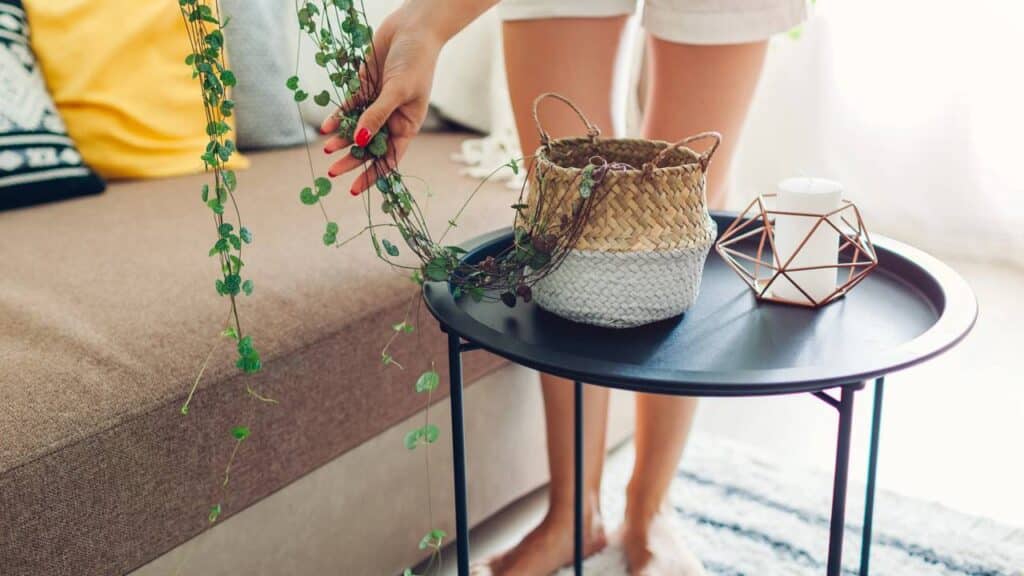 As 3 plantas ideais para varanda que resistem ao vento e deixam o ambiente aconchegante