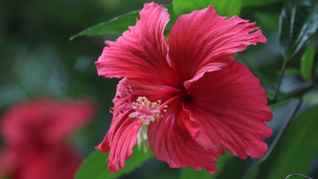 Flor de hibisco vermelha com folhas verdes ao fundo.