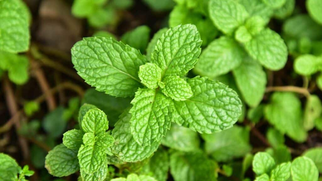 Créditos: depositphotos.com / niamwhan