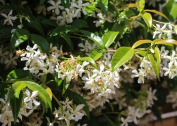 Créditos: depositphotos.com / michael14mei2@live.nl