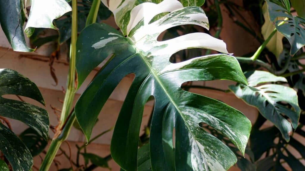 Essas 3 plantas trazem conforto à sala de estar e estão em alta na decoração de interiores