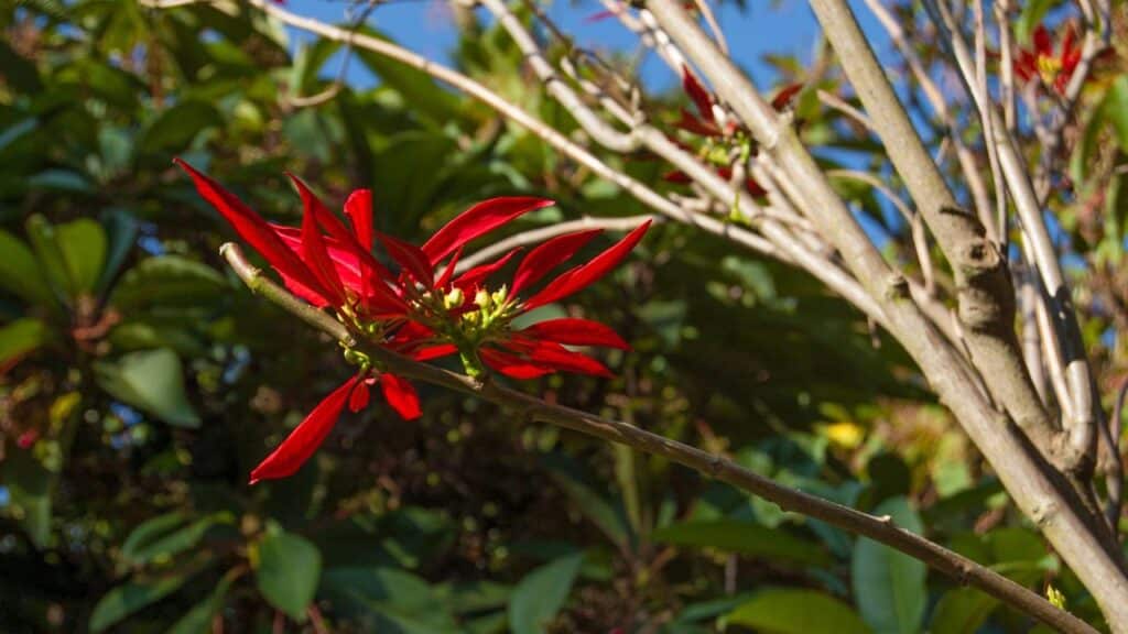 Créditos: depositphotos.com / Shnurochek13