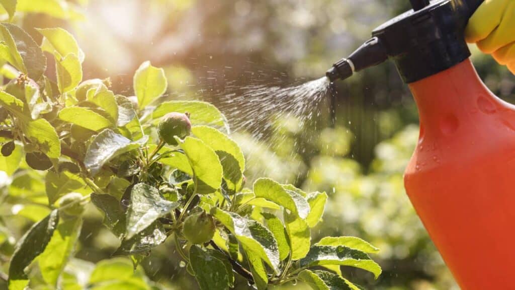 Anvisa divulga monitoramento de agrotóxicos em alimentos e 20,6% das amostras são irregulares