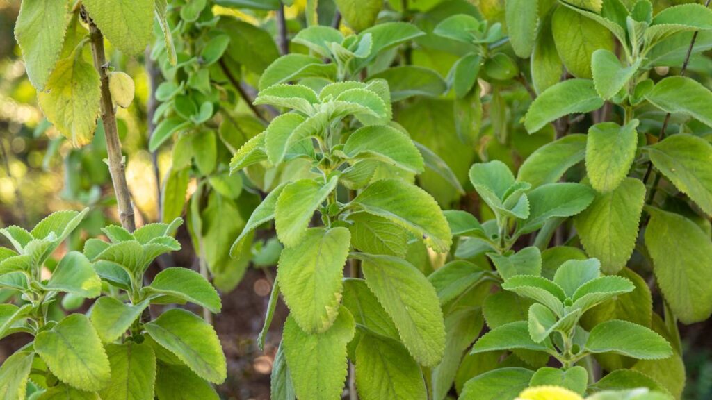 Créditos: depositphotos.com / sochodolak.pa@gmail.com