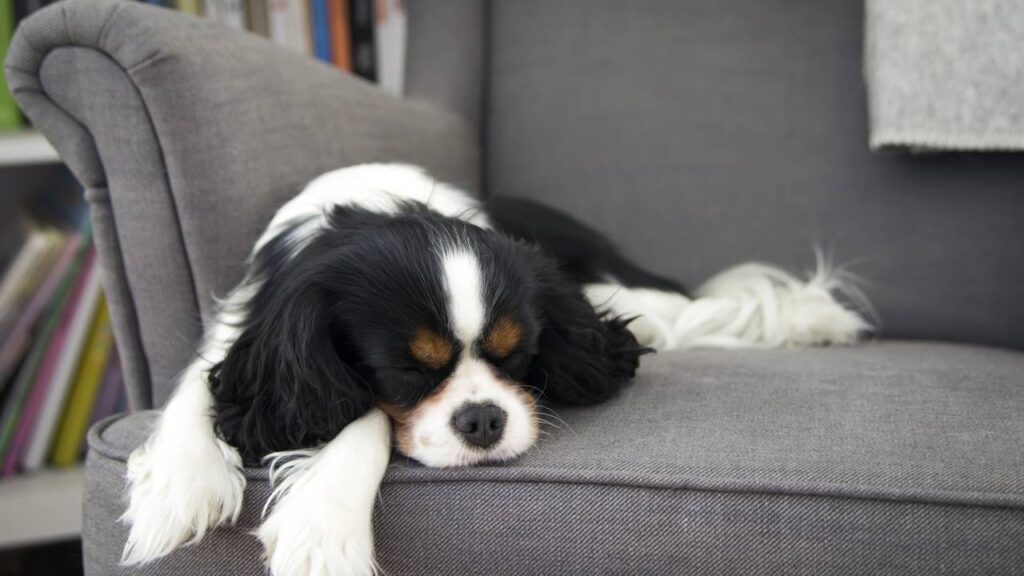Limpe o sofá e elimine pelos de bicho com um truque simples e rápido