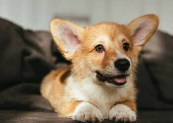 Cheiro de cachorro no sofá? Veja o que realmente funciona para tirar o mau odor com segurança