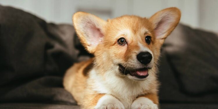 Cheiro de cachorro no sofá? Veja o que realmente funciona para tirar o mau odor com segurança