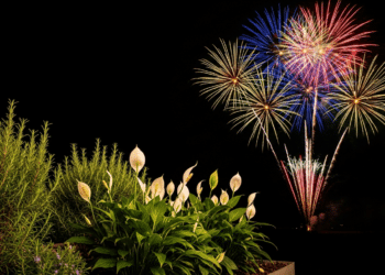 Espécies fáceis que trazem boas vibrações para a noite de Ano Novo