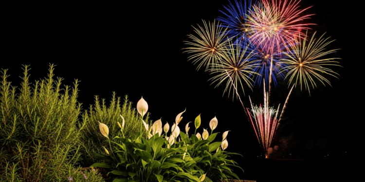 Espécies fáceis que trazem boas vibrações para a noite de Ano Novo