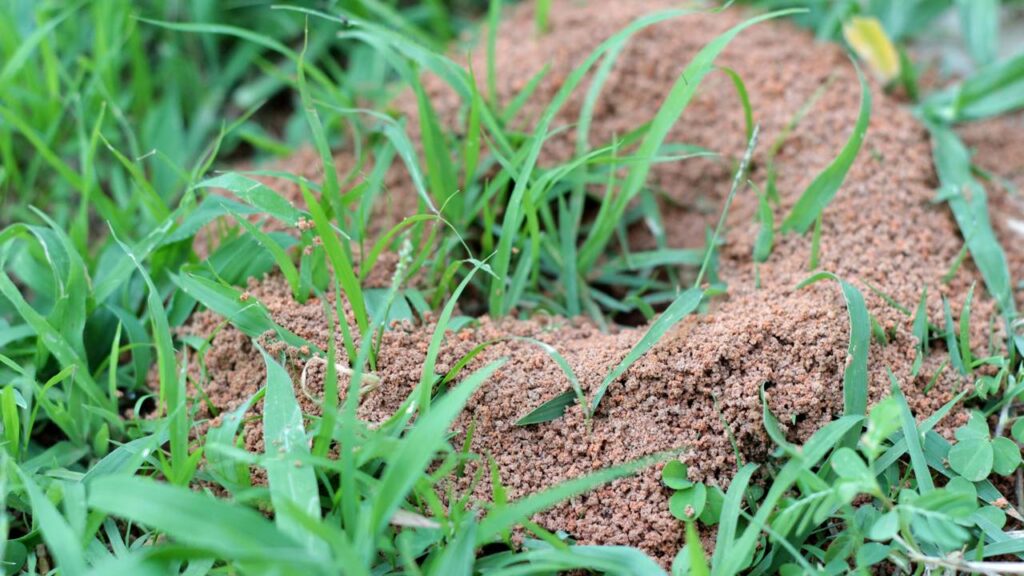 Créditos: depositphotos.com / seagamess