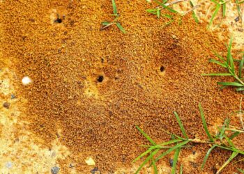 Formigueiros fazem ninho na grama verde.