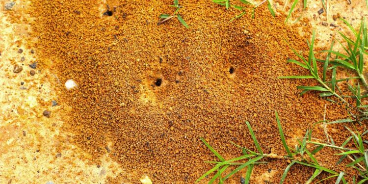 Formigueiros fazem ninho na grama verde.