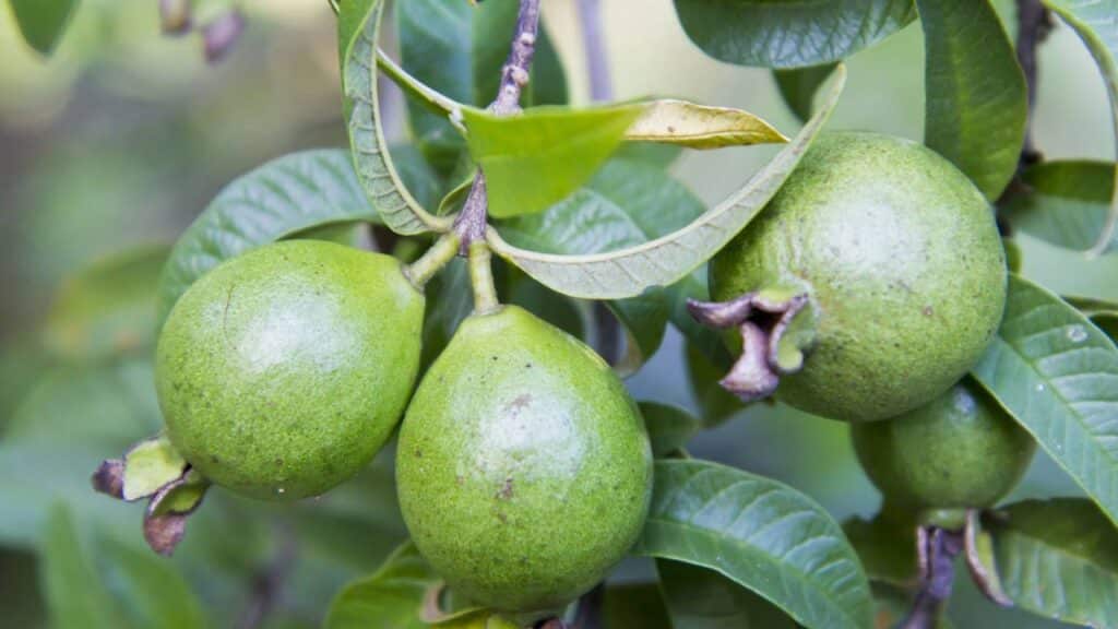 Créditos: depositphotos.com / thepoo