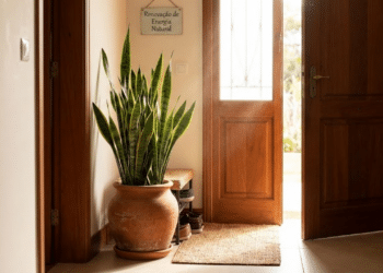 A planta que muita gente coloca na porta para renovar a energia do ambiente