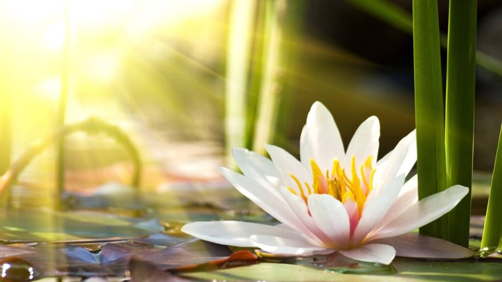 Créditos: depositphotos.com / klagyivik