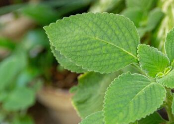 Créditos: depositphotos.com / brunomartins246