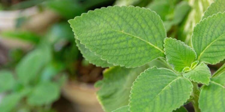 Créditos: depositphotos.com / brunomartins246