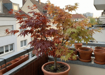 Planta que muda de cor o ano inteiro é perfeita para varandas