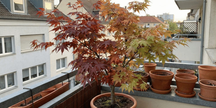 Planta que muda de cor o ano inteiro é perfeita para varandas