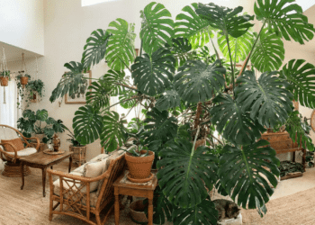 Planta gigante vira tendência e muda totalmente o visual da casa com efeito selvagem