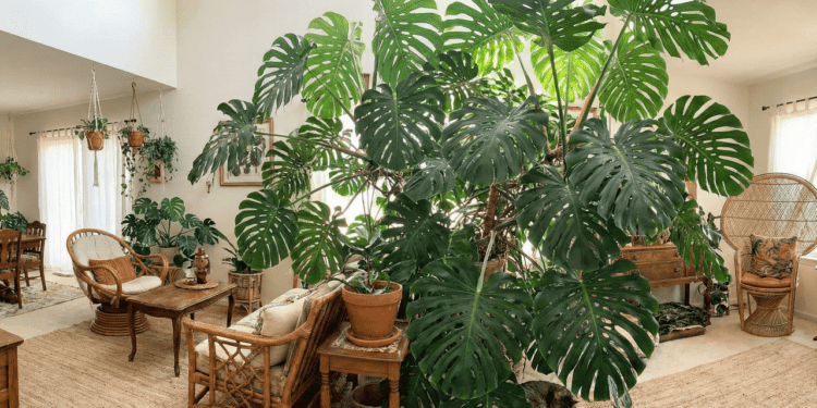 Planta gigante vira tendência e muda totalmente o visual da casa com efeito selvagem