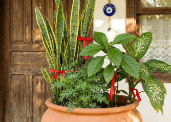 Plantas simples que muita gente usa para proteger o lar da inveja