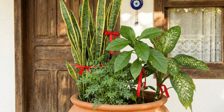 Plantas simples que muita gente usa para proteger o lar da inveja