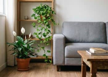 Essas 2 plantas que deixam a sala de estar mais confortável e estão em destaque na decoração de interiores