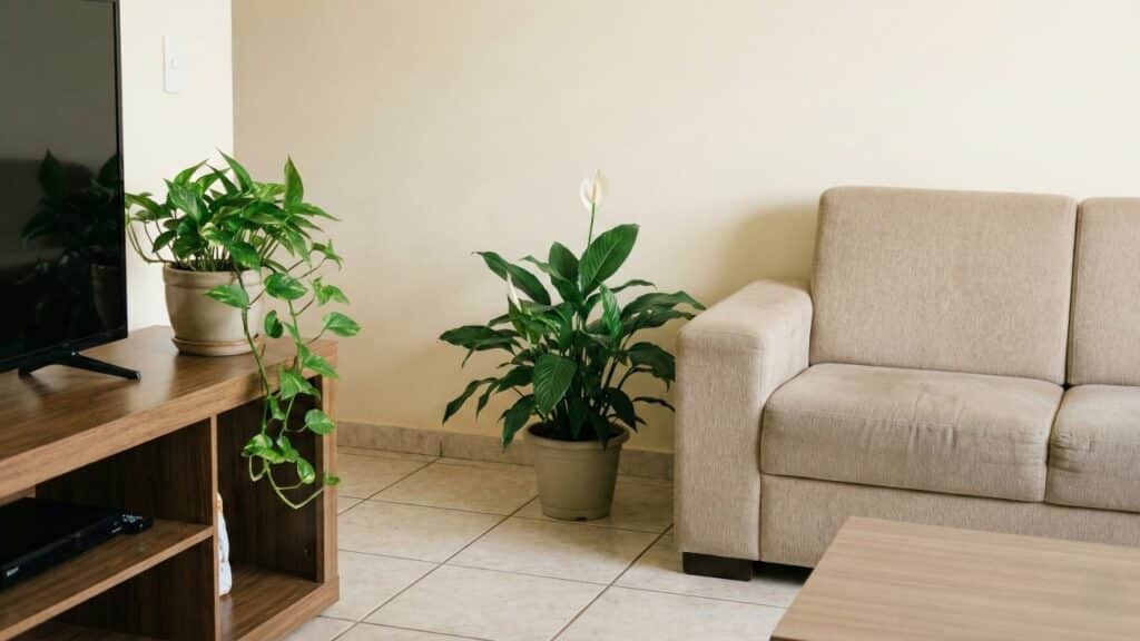 Essas 2 plantas em alta na decoração de interiores que deixam a sala de estar mais confortável